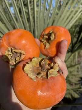 Продавам райски вбълки