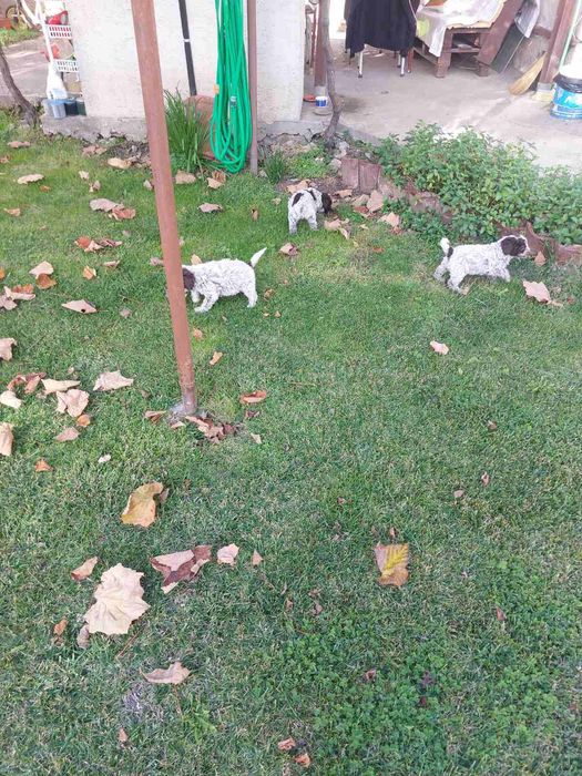 Мъжки Кученца Лагото