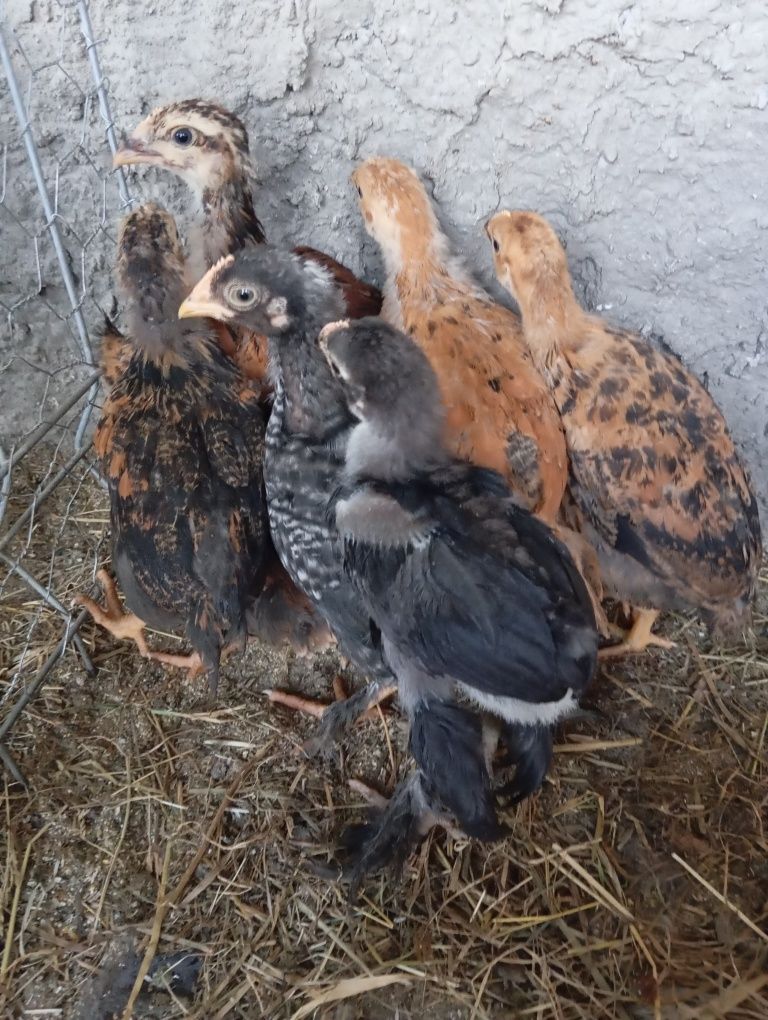 Puișori Iași australop brahma puicuțe de ouă