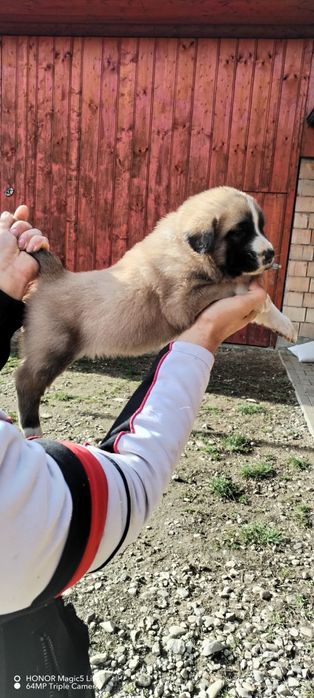 Vand pui ciobănești de asia centrala