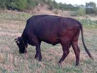 Vând vaca bună de lapte