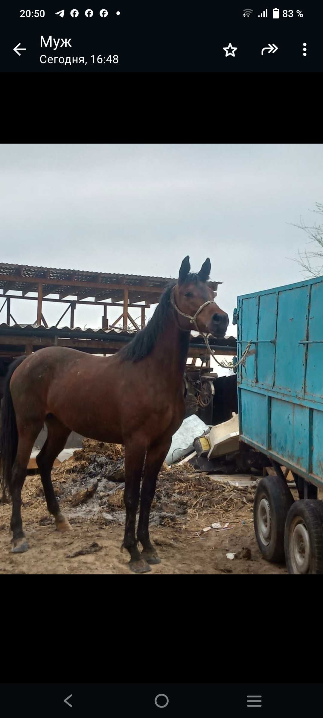 Продам лошадь полукровку