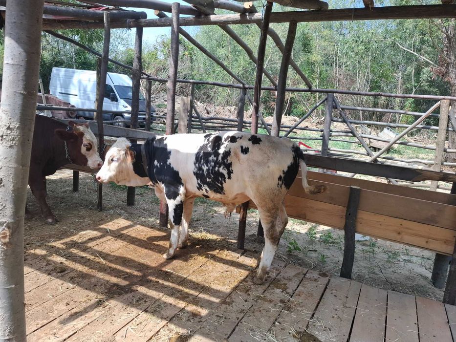 Vând viței si vitică