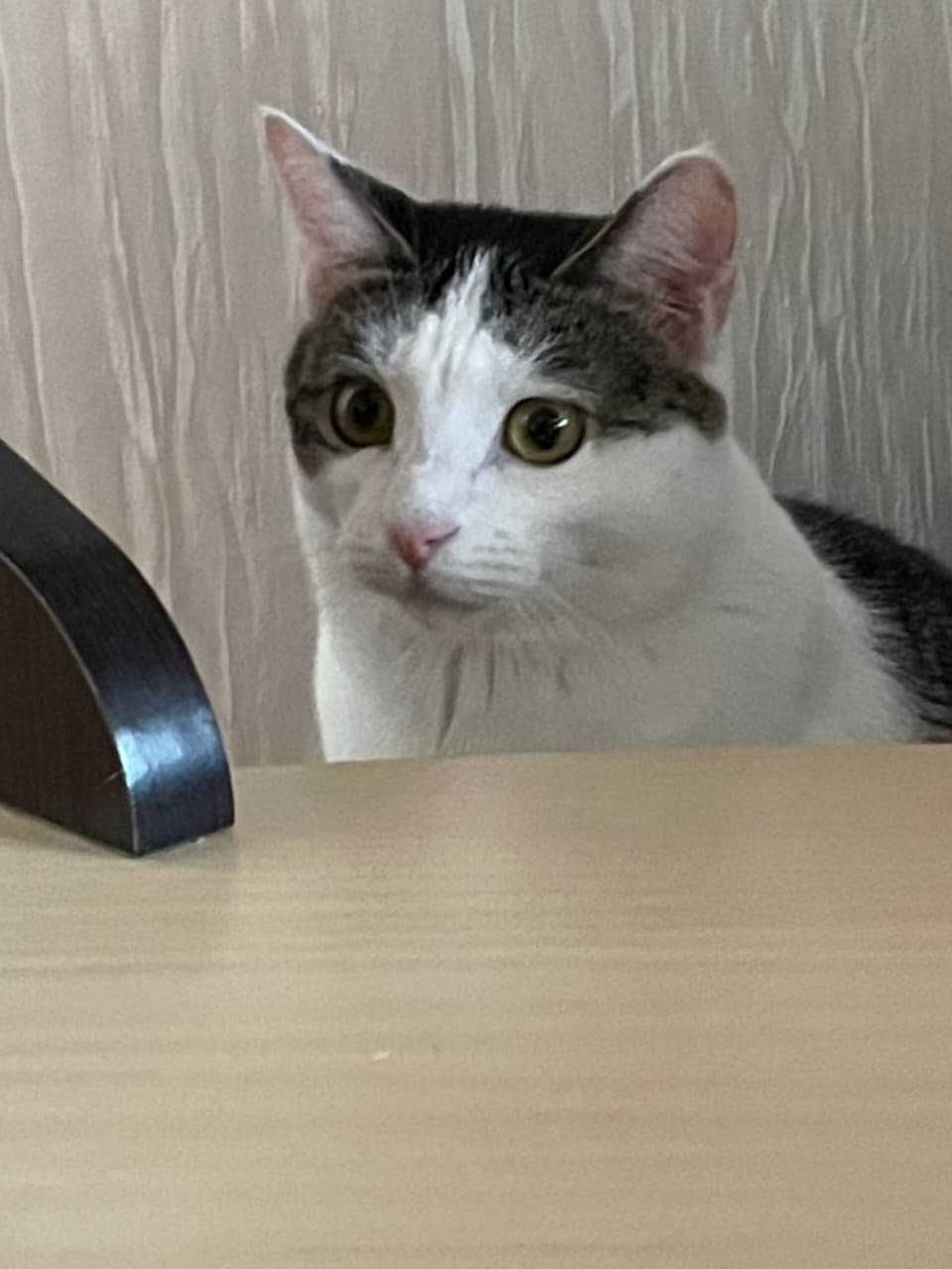 Нужен дом для кошки