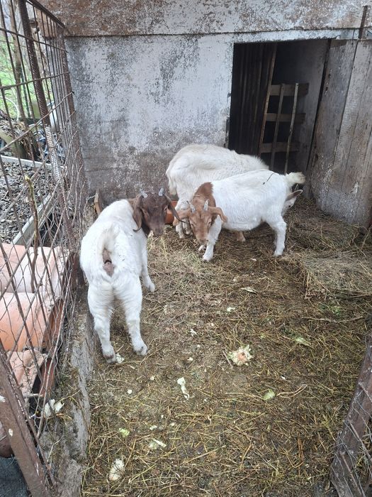 Ieduțe din rasa boer și un țap rasa saanen    1500 toate tre