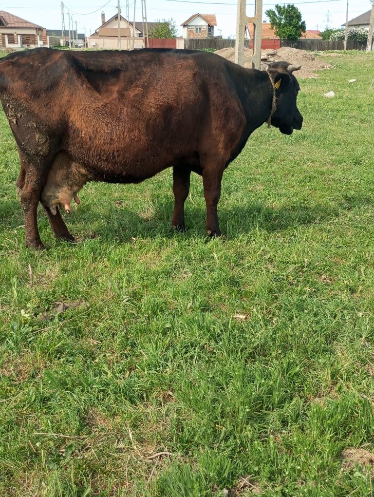 Vând vaca foarte buna de lapte