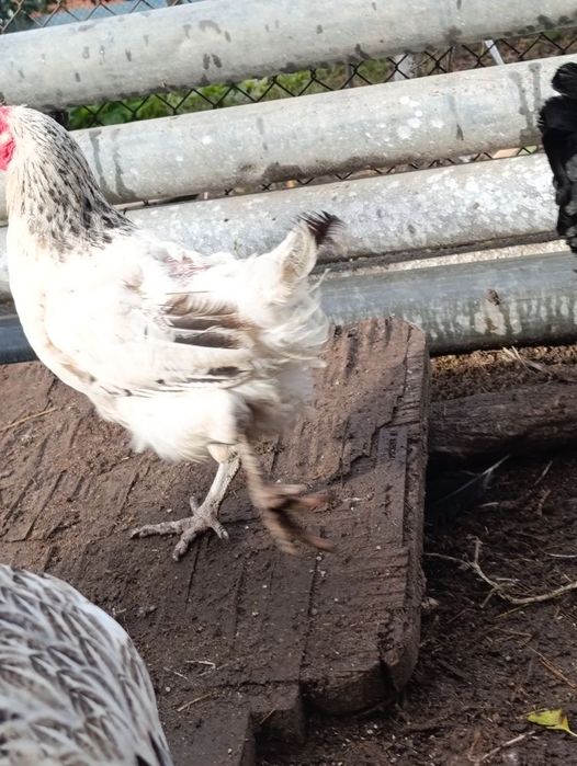 Продавям кокошки