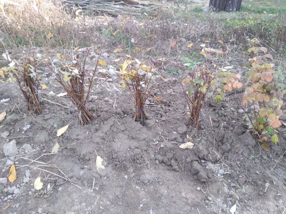 Butași zmeură Glen Ample