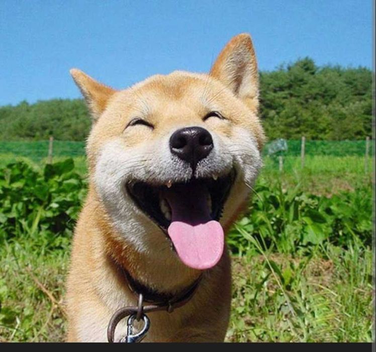 Plimbat caini in Hunedoara