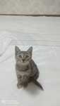 Отдам котят только хорошим руки