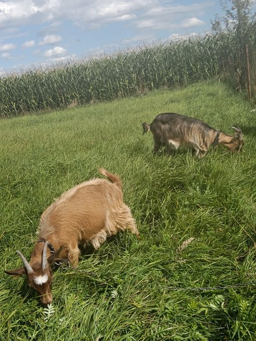 Vand capra și ieduță