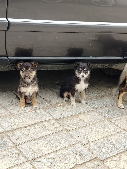 Бесплатно щенки дворняшки