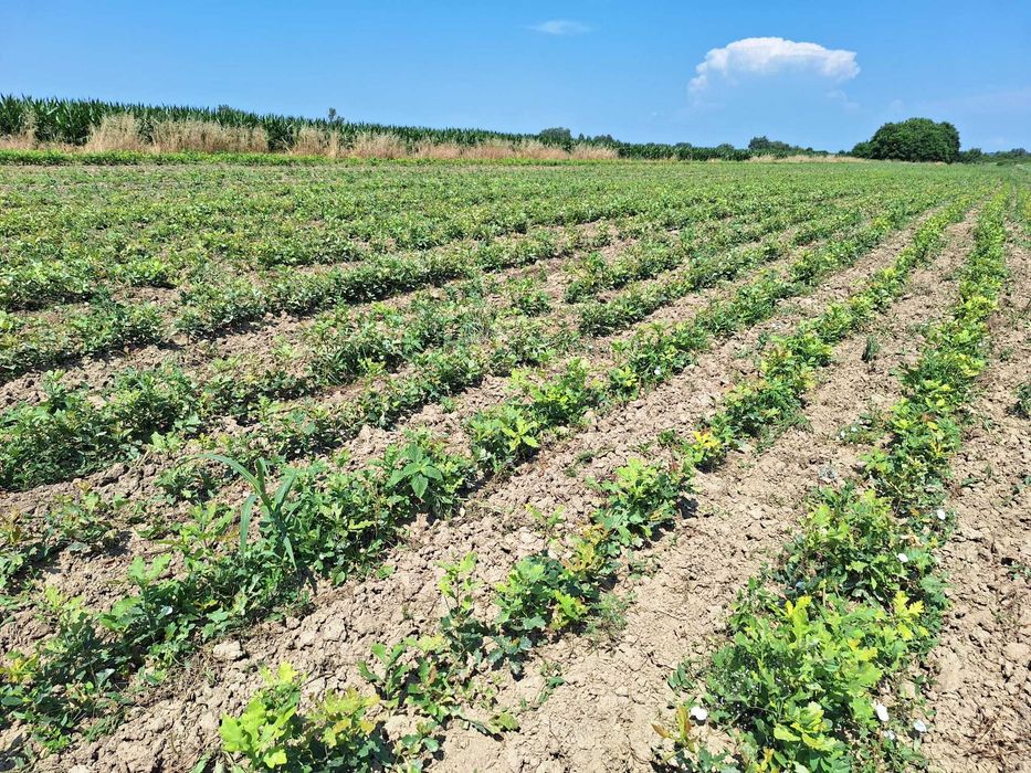 Afin Duke.Aluni micorizati.Nuci altoiti.Ciresi/Gisella Paulownia.Prun