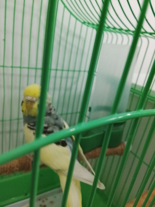 Попугай волнистые