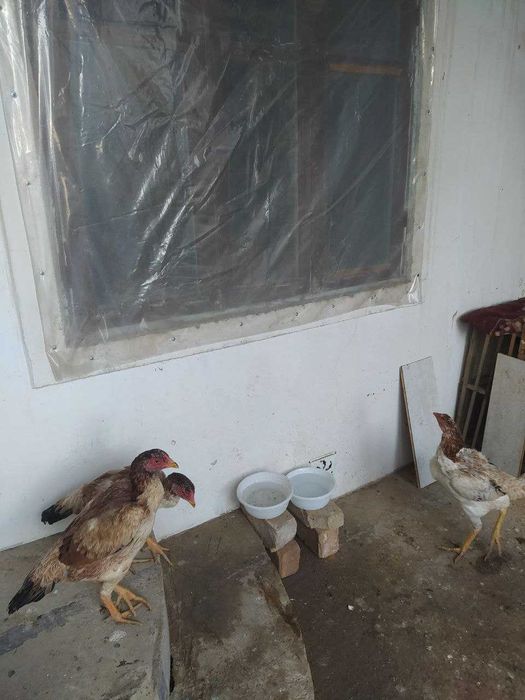 Дакан хурозлар товуклар сотилади