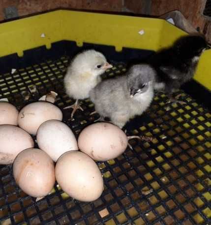 oua pentru incubat rasa australorp / australorp oua / oua australorp