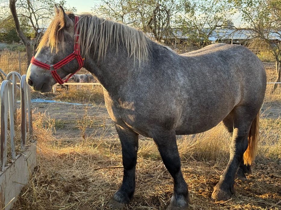 Vand sau schimb cu iapa
