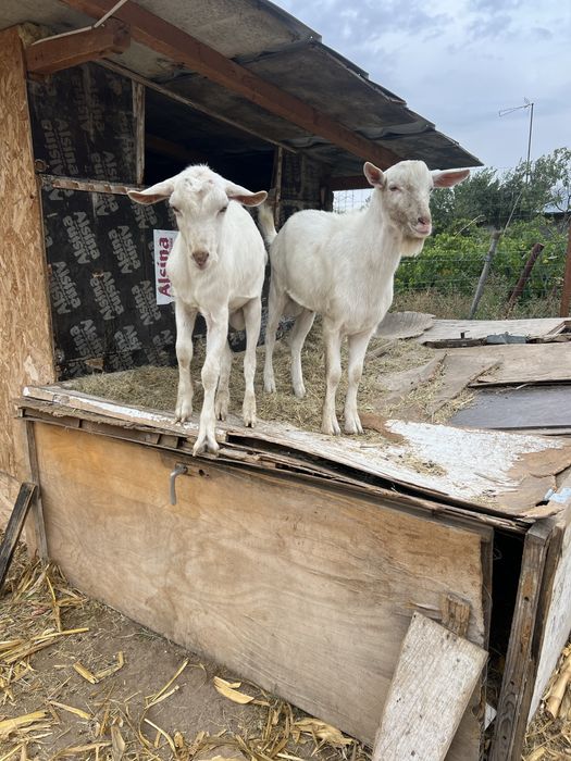 Vand tapi sannen si alpina franceza