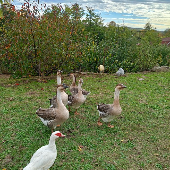 Gâscani leșești,1 de 2023 și unul 2025