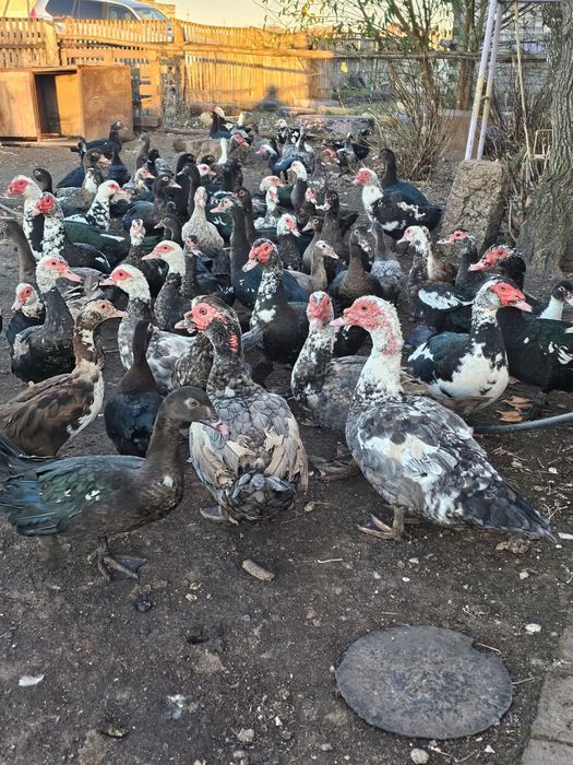 Индоутки самцы самки селезни на племя крупные цена 7000тысяч самочки