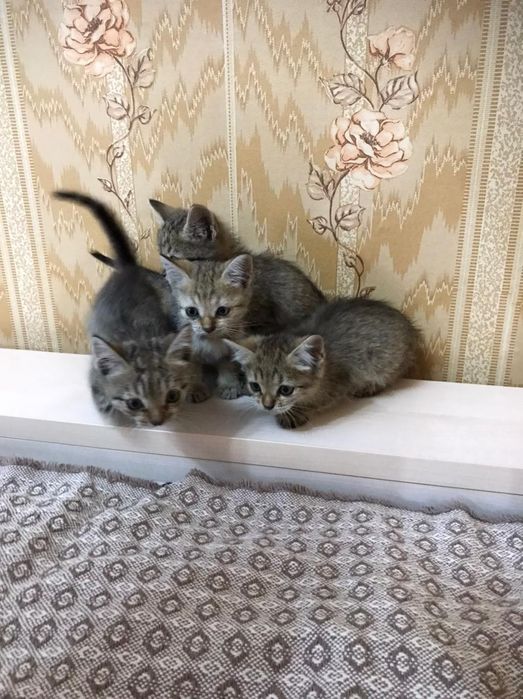 Котята, в добрые руки