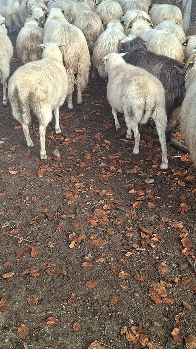 Vând oi texel sau schimb cu oi breze