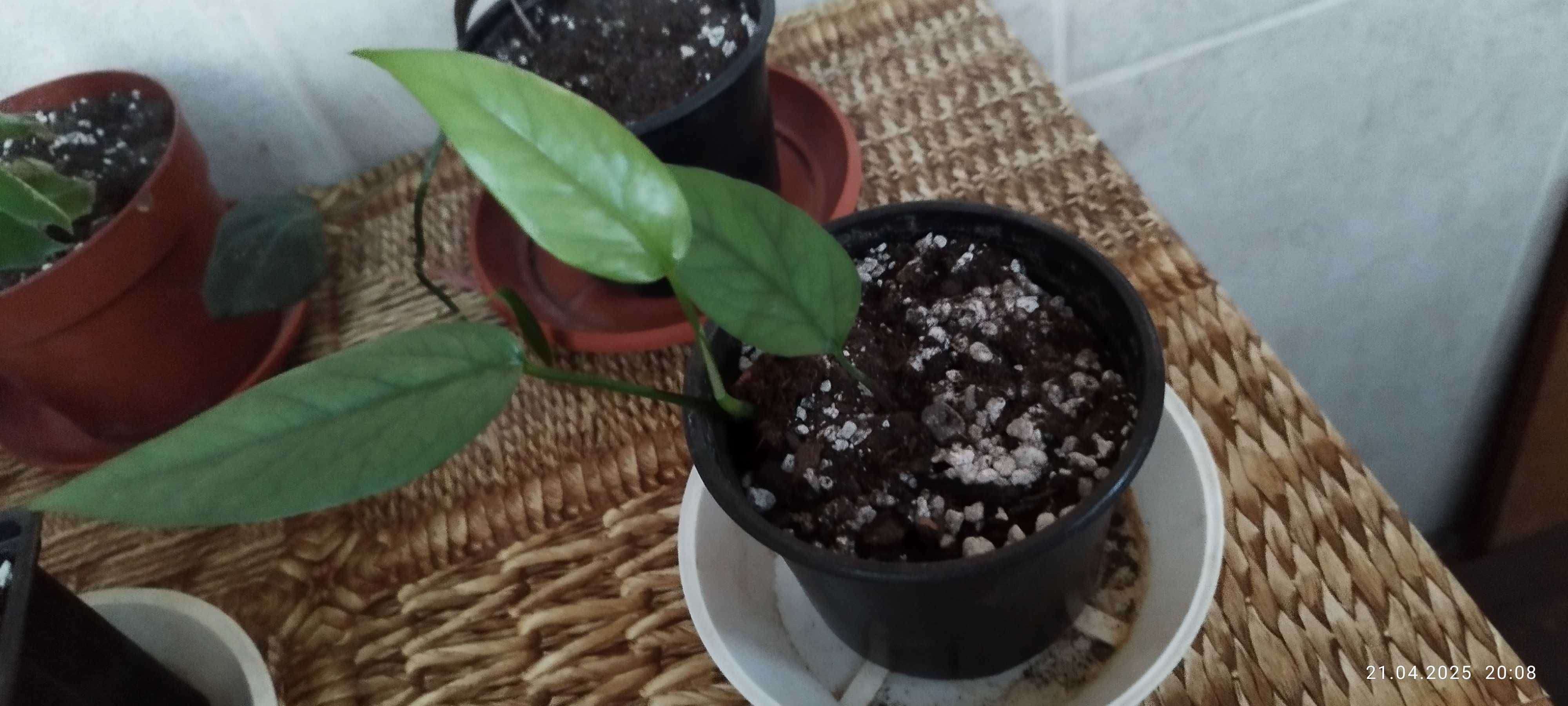 Филодендрон (Philodendron) / Сингониум (Syngonium)