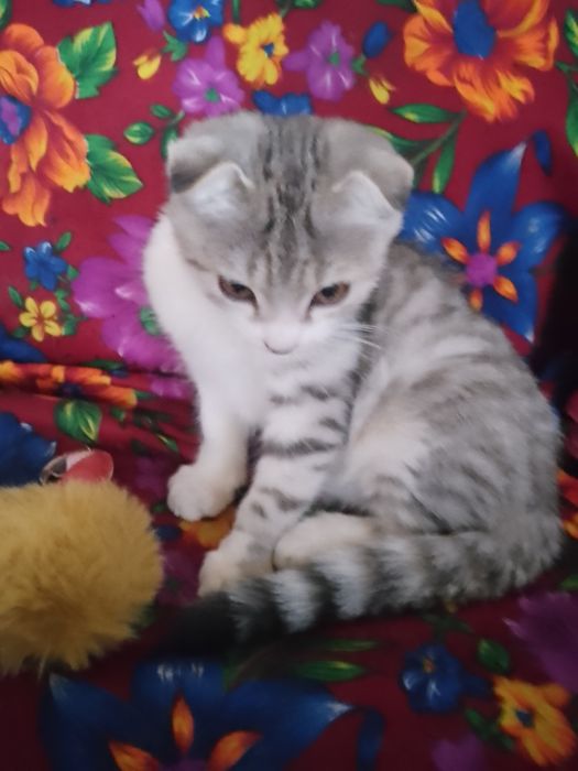 Породистый домашний котенок.