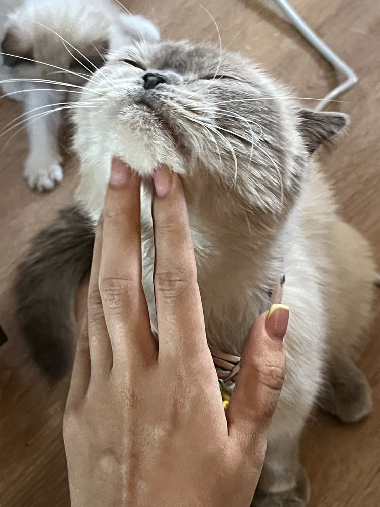 Продается кошка skottish strayt okras point