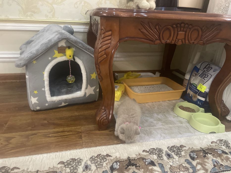 Mushuk  2 oylik  Britanskiy paroda