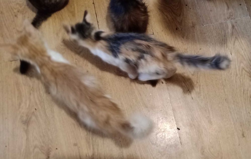 Pisici pentru adoptie