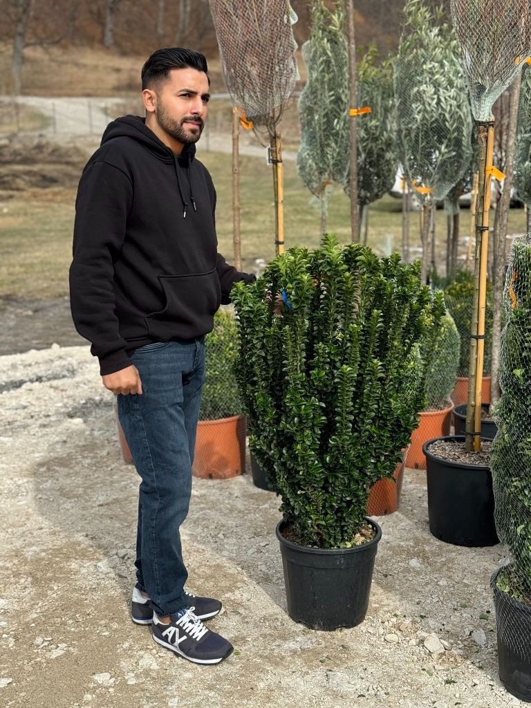 Cupressus Leylandii,  gard viu vede si iarna, tuia, sempervirens, tei