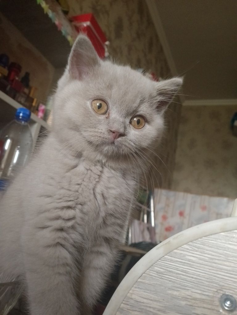 Продаю котят шотландская