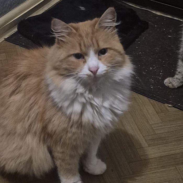 Ручной мальчик котик / вислоухая кошечка хорошие руки. Приучен к лотку