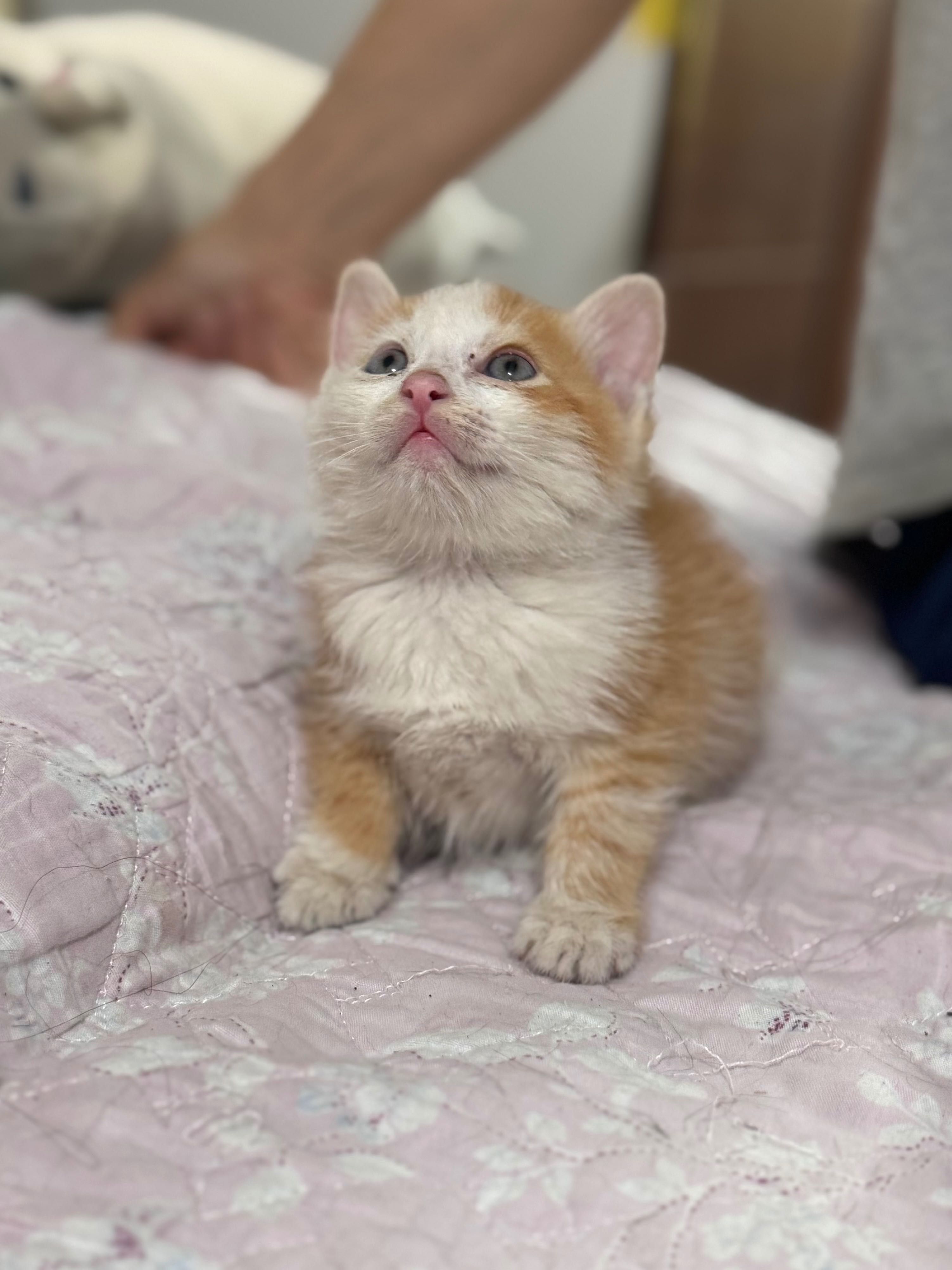 Отдаются милые котята