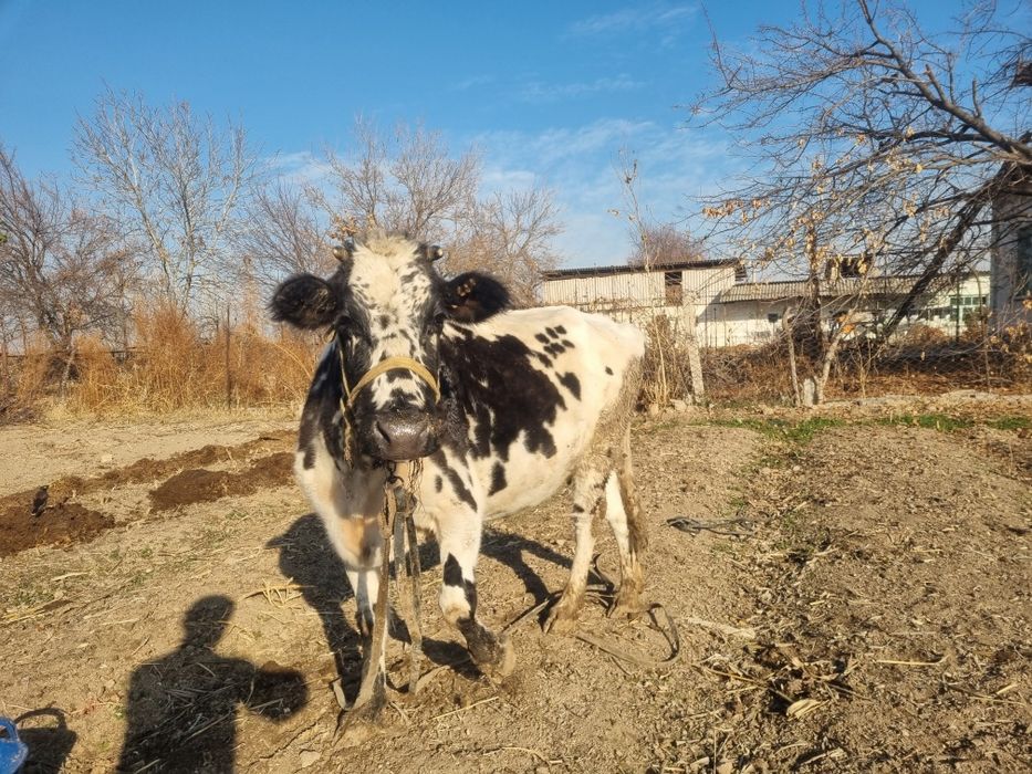 Bugoz sigir 4 oylik.