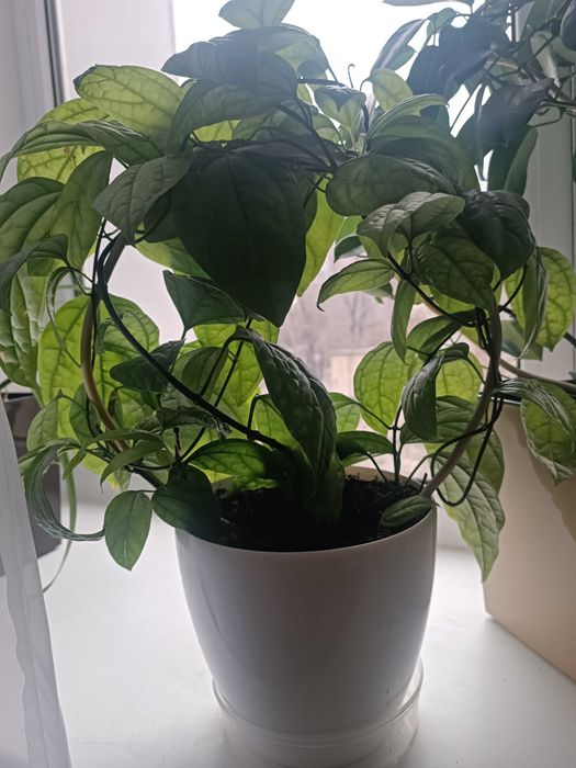 Продаётся комнатный клеродендрум