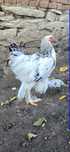 Brahma Hermat cocos sau familie