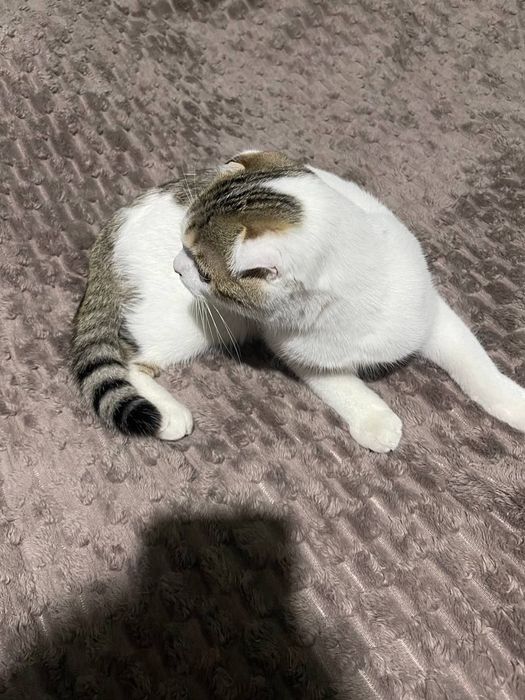 Шотландская вислоухий кот