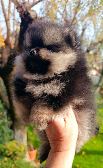 Померан, мини померан