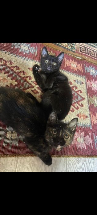 Отдам даром котят