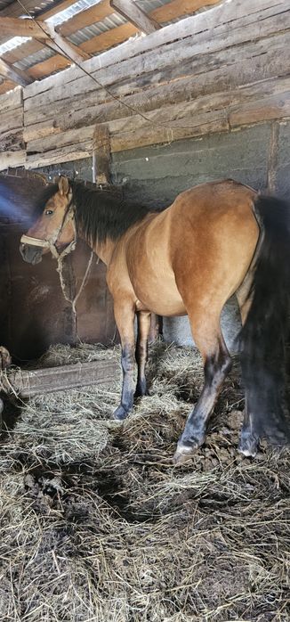 Продам жеребца 3 года