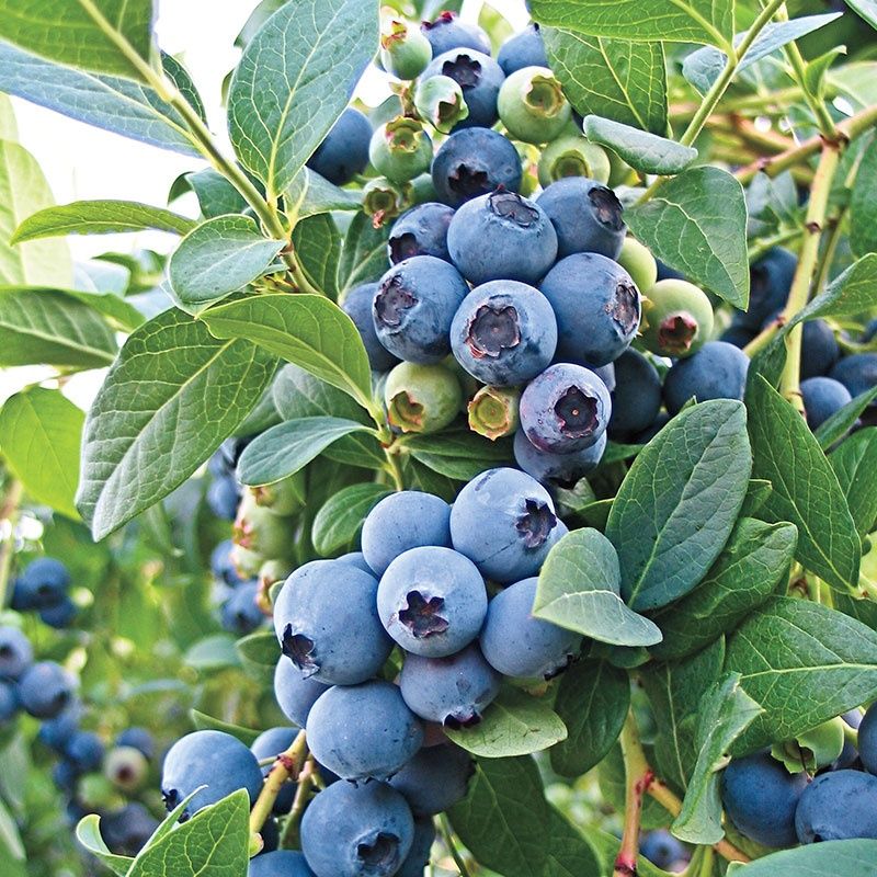 Боровинка (Синьо Злато)/Vaccinium Blue gold