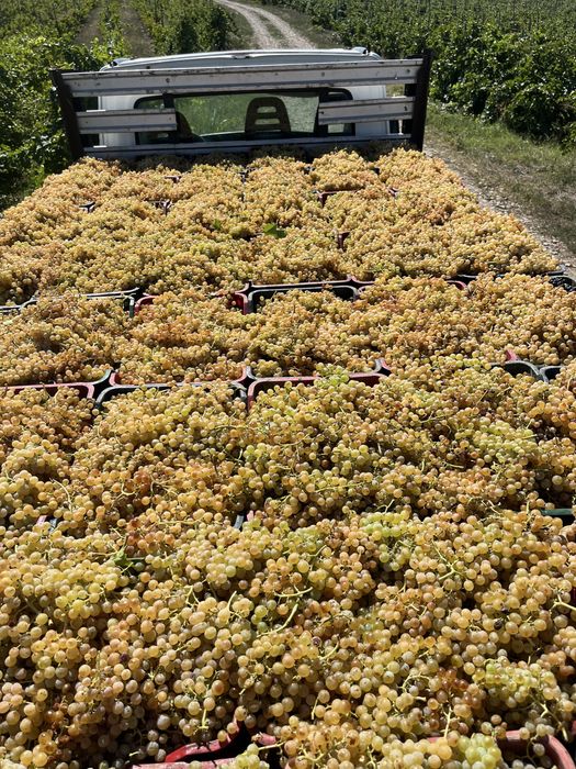 Struguri de vin transport gratuit