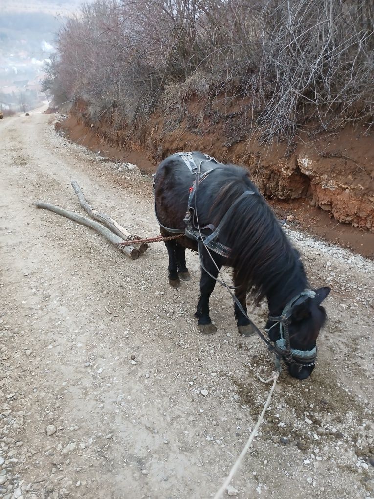 Mânză de ponei talie mare 125 cm , are 2 ani cu pașaport și analize !