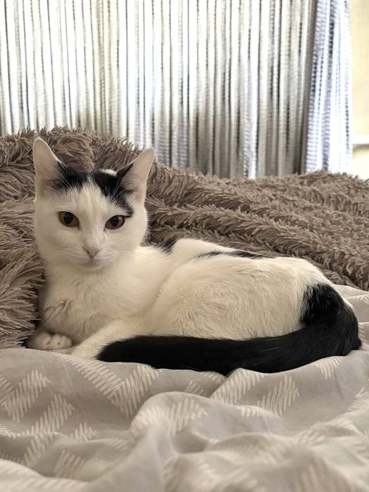 Котята, даром, помогите пожалуйста