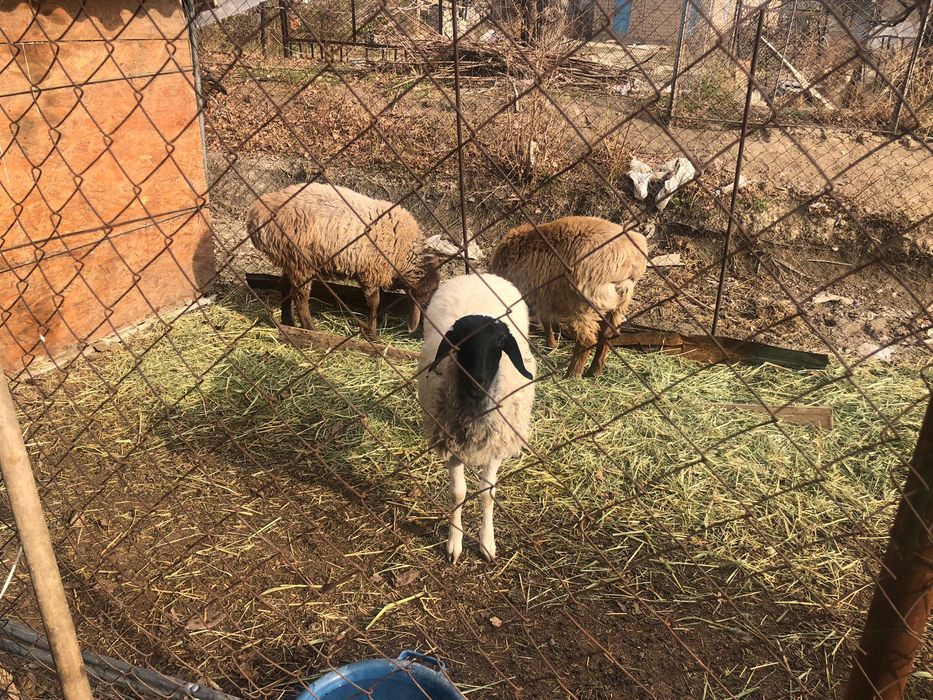 Продаются бараны бараны хорошие