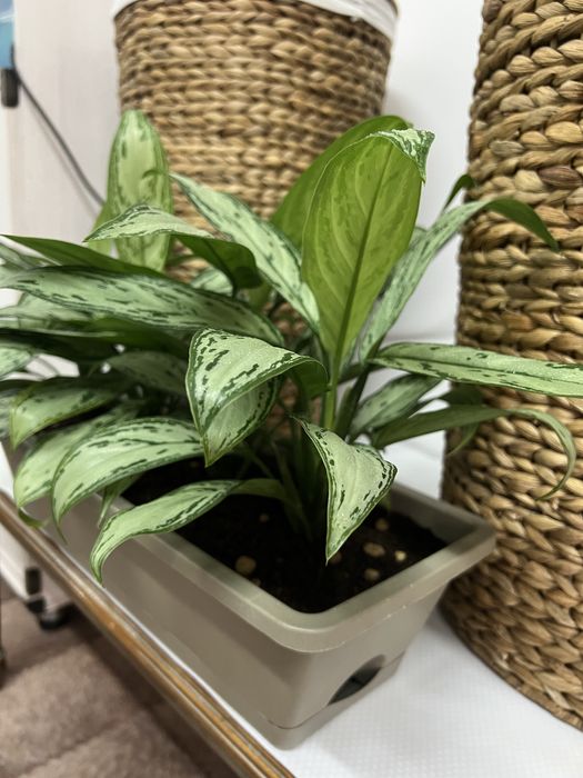 Аглаонема для офиса и дома