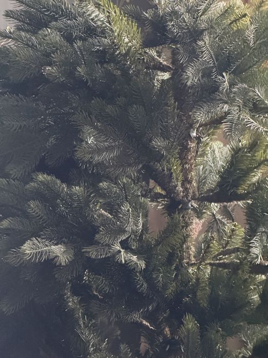 Продам шикарную елку.