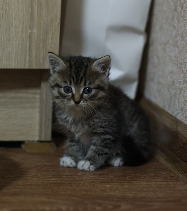 Котёнок ищет дом